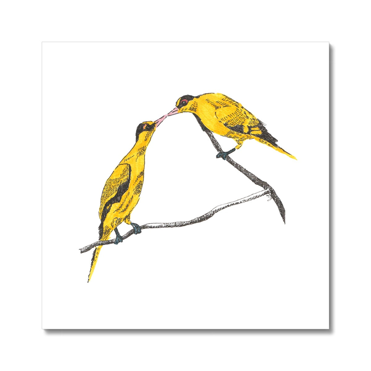 Image: line drawing with coloured brush pen drawing of a pair of yellow oriole birds, with their beaks touching.